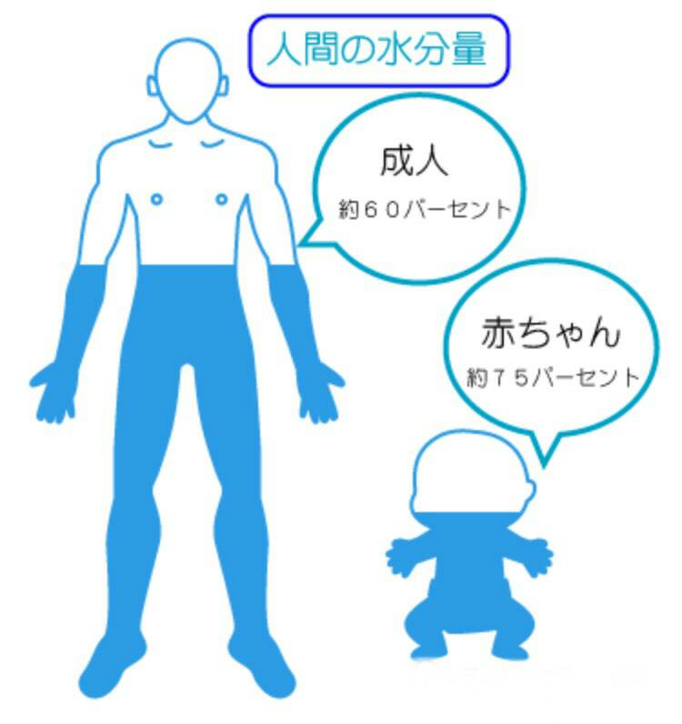 人間の体の60-65%は水分